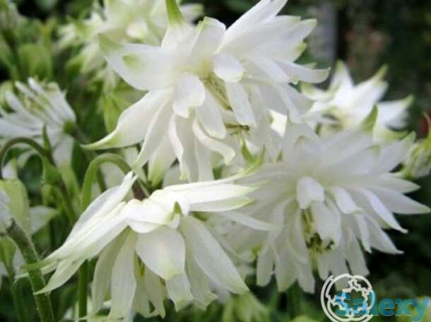 Аквилегия Вайт Барлоу, фотография 1