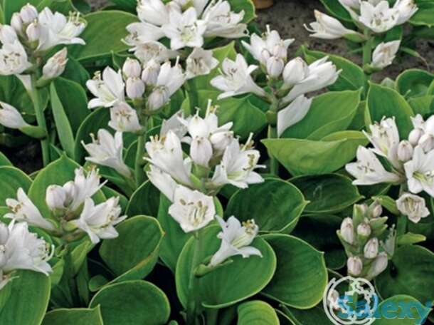 Хоста монстр ирс (m), фотография 1