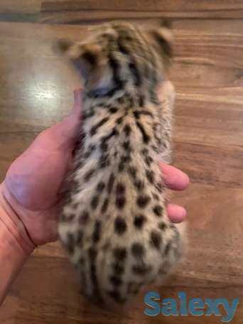 Саванна Ф1, Саванна, Savannah f1, фотография 9