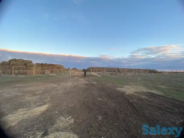 Продам крестьянское хозяйство в 100 км от Уральска, фотография 15