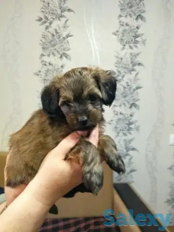 Продажа мальтипу, фотография 3