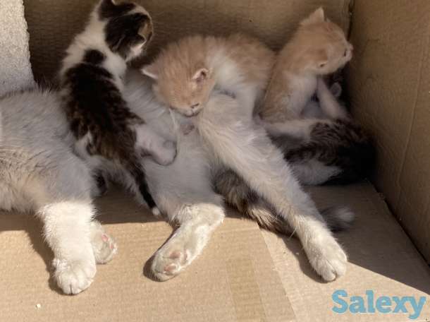 Отдам котят в хорошие руки, фотография 3