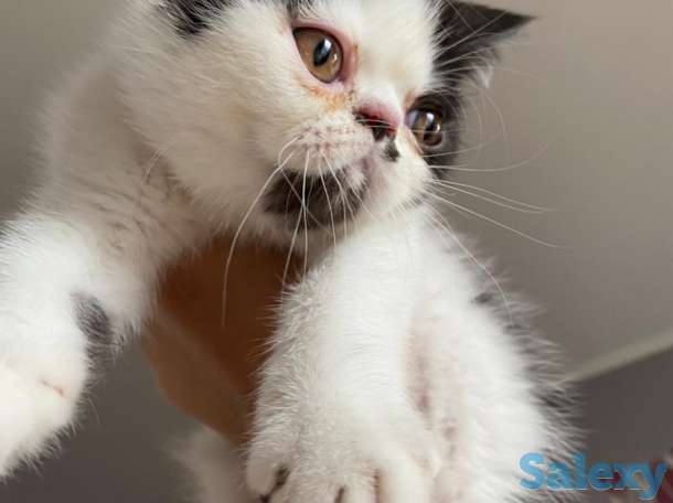 Котята экзоты, фотография 1