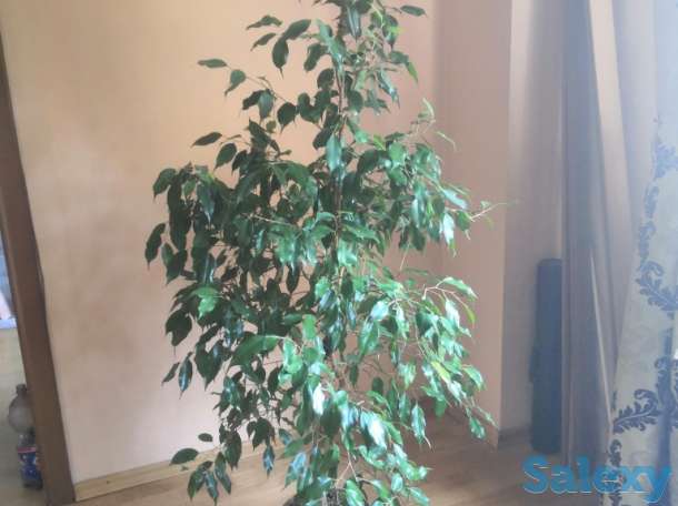 Фикус Бенджамина, фотография 1