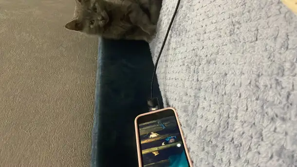 Кошки, фотография 1