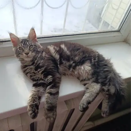 Продаю котенка породы мейн-кун, фотография 2