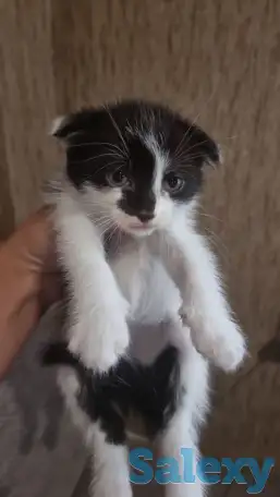 Отдам в хорошие добрые и заботливые руки, две девочки один мальчик веслоухие чистенькие игривые, фотография 2