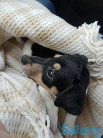 Талисман наступающего года., фотография 1