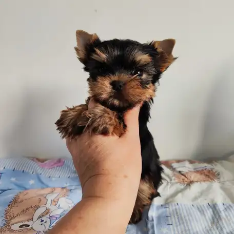 Продаются щенки йоркширского терьера, фотография 8