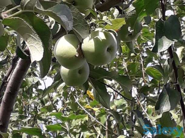 Продам дачу, уральск, фотография 3