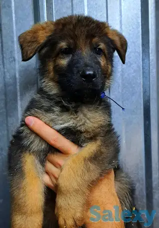 Щенки немецкой овчарки зонарного и черного окрасов, фотография 2