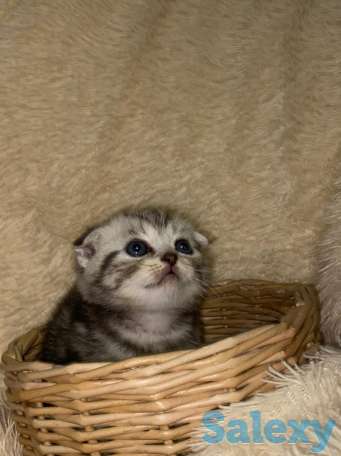 Продам котят мальчиков и девочек., фотография 12