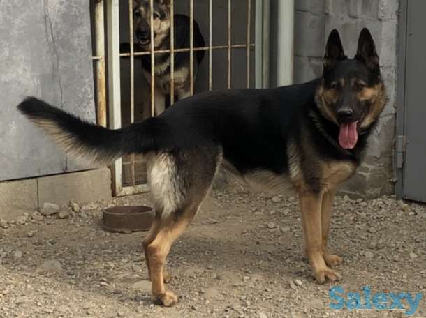 Продаются щенки ВЕО, фотография 1