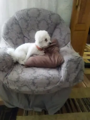 Ищем подружку своему любимчику, фотография 1