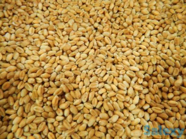 Продаем Пшеницу 3 класс и 4 класс, фотография 1