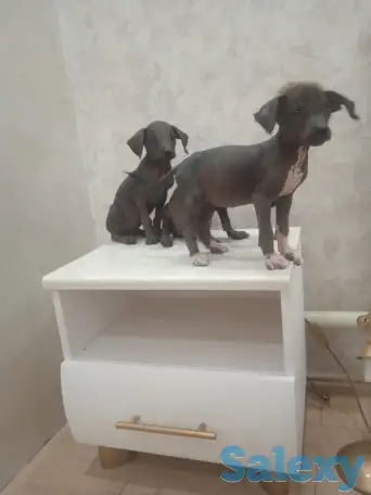 Продам щенков ксоло, фотография 9