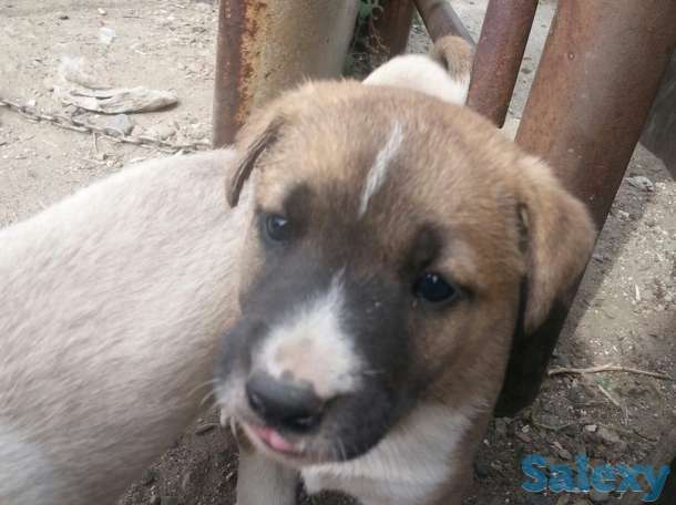 Щенки сторожевые., фотография 4