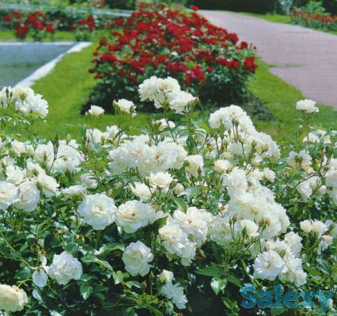 Саженец розы (чайно-гибридная, ремонтантная). Казахстан, фотография 4