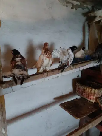 Голуби, фотография 3