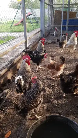 Дача с 2 домами, с/о Вагонник, 59, фотография 3