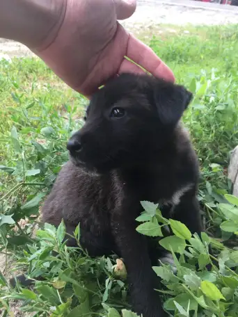 Красивые щенки ищут любящих хозяев, фотография 2