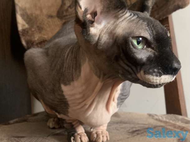 Продам кошку канадский сфинкс, фотография 2