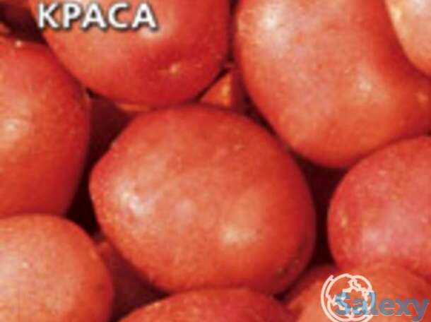 Семена Картофель Краса, фотография 1