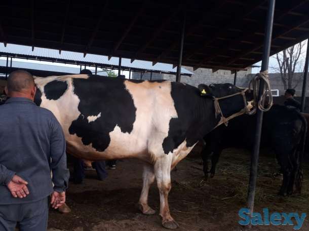 Самый крупный бык в Казахстане, фотография 1