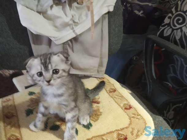 Продам вислоухих котят, фотография 3