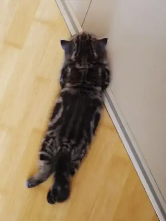 Продаются Шотландские котята, фотография 8