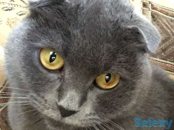 Отдам породистую кошку в хорошие руки, фотография 1