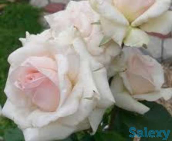 Саженец розы плетистой 