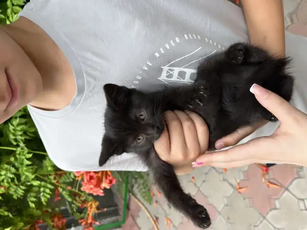 Отдам 1.5месячных котят в добрые руки, фотография 2