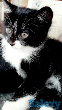 Отдам котенка в хорошие руки, фотография 1