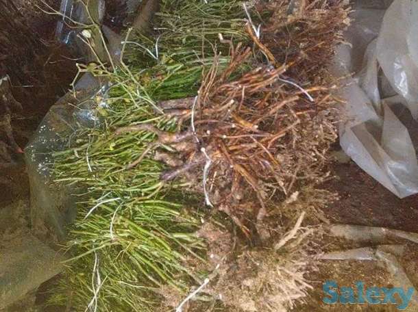 Саженец розы чайно - гибридные среднерослые Сербия, фотография 8