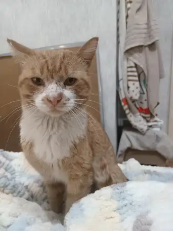 Кот даром, фотография 1