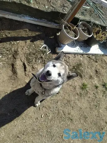 Пропала собака, фотография 1