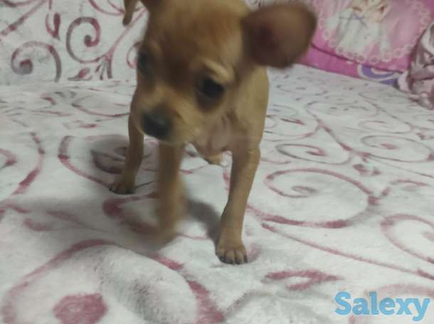 Продам Тойчиков, фотография 5