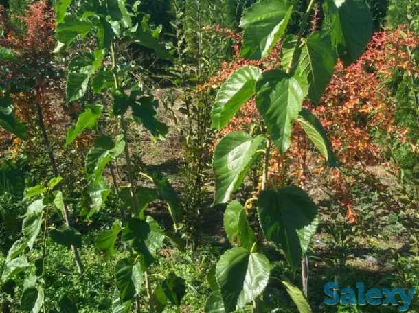 Саженец шелковицы - тутовника Сербия, фотография 2