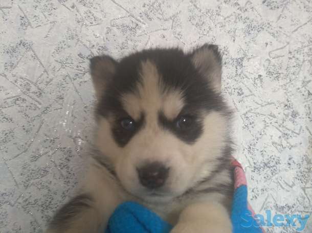 Продаю щенков сибирской хаски, фотография 6