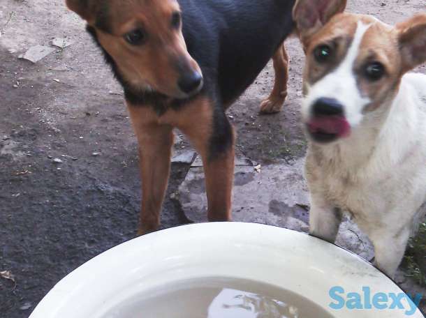 Отдам собаку в хорошие руки!, фотография 2