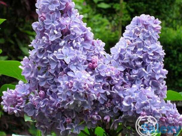 Сирень карпе дием, фотография 1