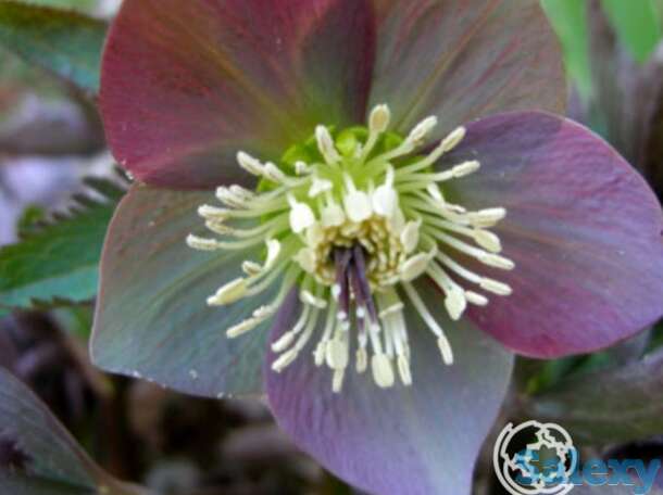 Морозник краснеющий, фотография 1