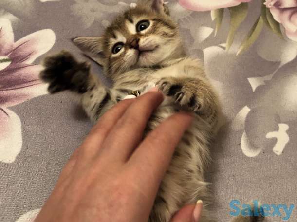 Котята ищут дом, фотография 2