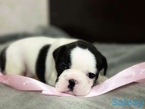 Щенята Французского бульдога, фотография 2