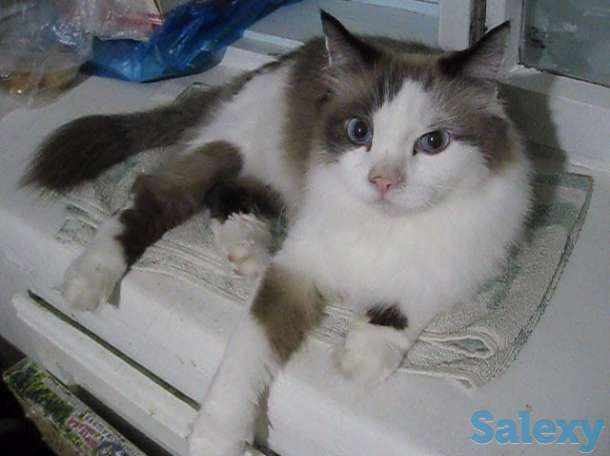 Кот породы Рэгдоллы, фотография 8