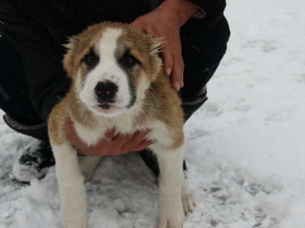 Элитные щенки алабая (тобеты) с родословной, фотография 2