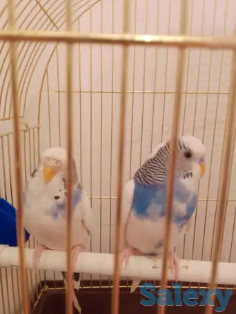 Продам попугайчиков волнистых пару можно раздельно с клетками и аксессуарами, фотография 2
