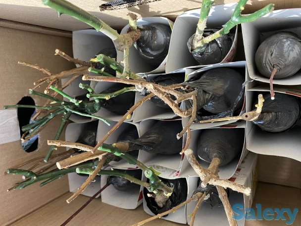 Саженцы, фотография 1