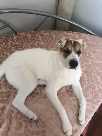 Потерялась собака!, фотография 1